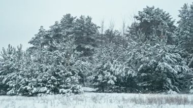 Kış manzara karlı ormandaki. Bir kar yağışı sonra kış orman Panoraması.