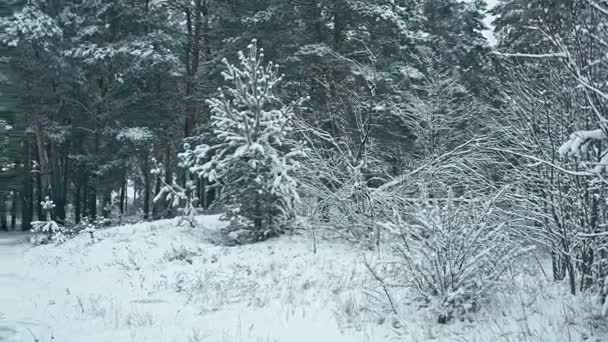 冬天的风景 冬天的森林被雪覆盖的树木 垂直平移 — 图库视频影像