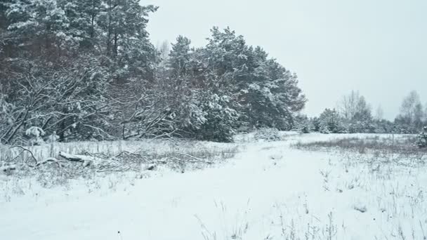 Зимний Пейзаж Панорама Зимнего Леса После Снегопада — стоковое видео