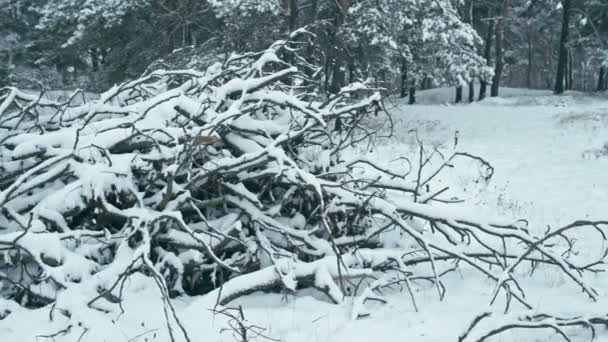 Kış Manzara Karlı Ormandaki Bir Kar Yağışı Sonra Kış Orman — Stok video