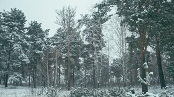 冰雪森林中的冬季景观 冬天森林的全景在雪以后 — 图库视频影像