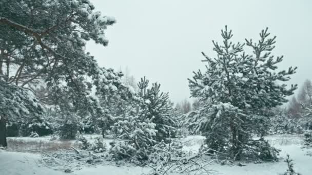 雪に覆われた森林の冬の風景です 雪が降った後の冬の森のパノラマ — ストック動画