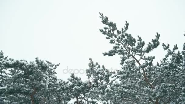 Paisagem Inverno Floresta Nevada Panorama Floresta Inverno Depois Uma Queda — Vídeo de Stock