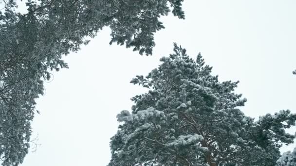 冰雪森林中的冬季景观 冬天森林的全景在雪以后 — 图库视频影像