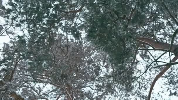 Χειμερινό Τοπίο Στο Χιονισμένο Δάσος Πανόραμα Του Δάσους Του Χειμώνα — Αρχείο Βίντεο