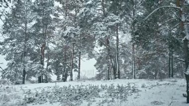 Kış manzara karlı ormandaki. Ormanda bir açıklıkta yoğun ıslak kar yağışı.