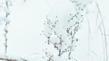 Kış manzara karlı ormandaki. Ormanda bir açıklıkta yoğun ıslak kar yağışı.