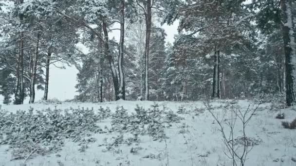 雪に覆われた森林の冬の風景です 森の中では クリアで濡れた豪雪 — ストック動画