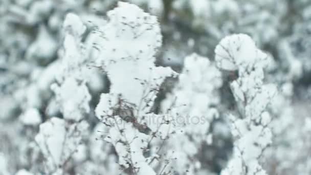 Winter Landscape Snowy Forest Heavy Wet Snowfall Clearing Woods — Stock Video
