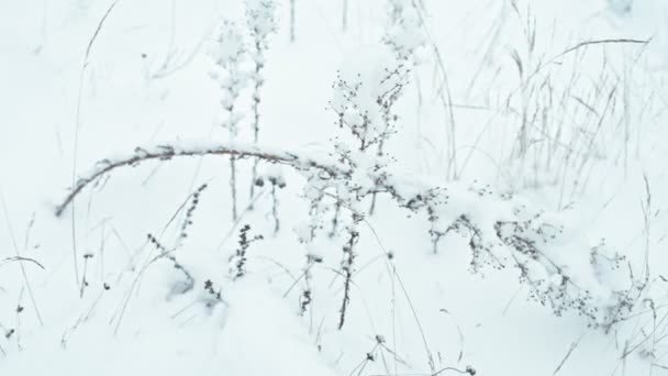 Χειμερινό Τοπίο Στο Χιονισμένο Δάσος Μια Υγρή Χιονοπτώσεις Ένα Ξέφωτο — Αρχείο Βίντεο