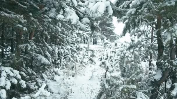 Paisagem Inverno Floresta Nevada Uma Forte Queda Neve Molhada Uma — Vídeo de Stock