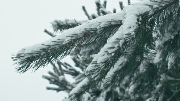 Winterlandschaft Verschneiten Wald Starker Nasser Schneefall Auf Einer Lichtung Wald — Stockvideo