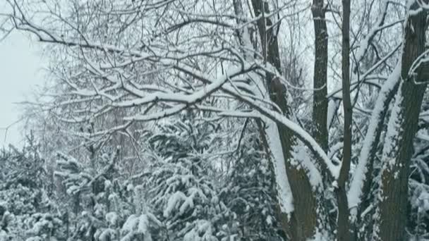 Paisaje Invernal Detalles Camino Través Del Bosque Cubierto Nieve Invierno — Vídeo de stock