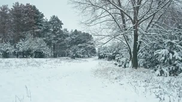 冬季景观的细节 穿过冬天冰雪覆盖的森林的道路 垂直平移 — 图库视频影像