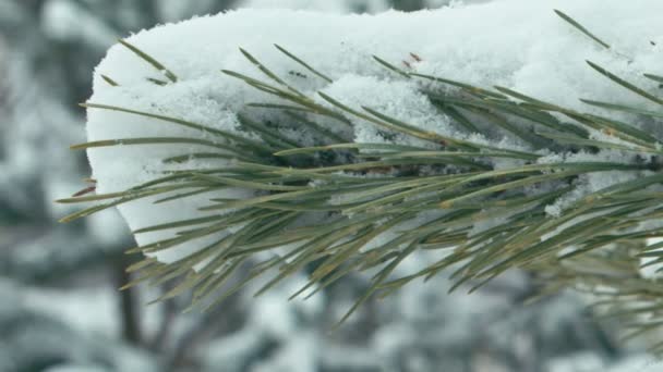 冬季景观的细节 穿过冬天冰雪覆盖的森林的道路 垂直平移 — 图库视频影像