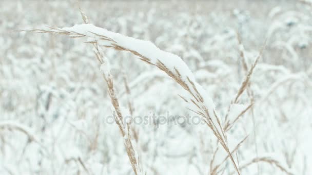 詳細の冬の風景です 冬の雪に覆われた森の中の道 垂直方向のパン — ストック動画