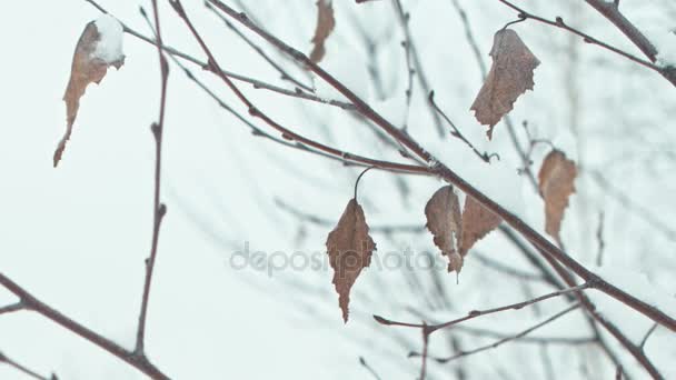 Paisagem Inverno Detalhes Closeups Árvores Com Folhas Cobertas Neve — Vídeo de Stock