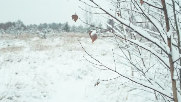 Vinter Landskap Detaljer Closeups Träd Med Blad Täckt Med Snö — Stockvideo
