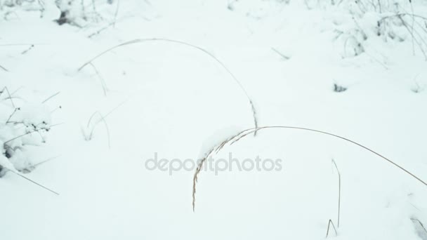 Χειμερινό Τοπίο Λεπτομέρειες Closeups Δέντρα Φύλλα Καλυμμένα Χιόνι — Αρχείο Βίντεο