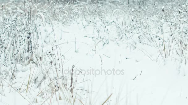 Winter Landschap Details Close Ups Bomen Met Bladeren Bedekt Met — Stockvideo