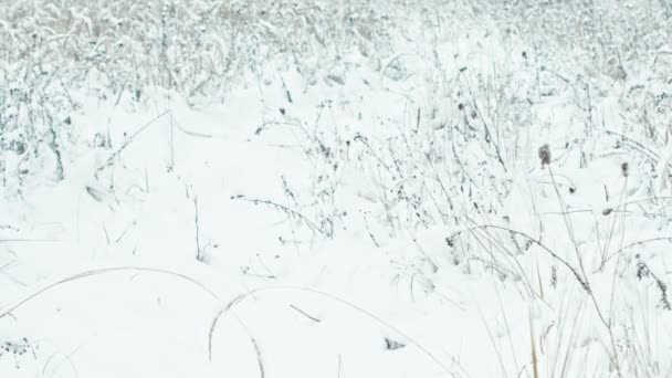 Paisaje Invernal Detalles Primeros Planos Árboles Con Hojas Cubiertas Nieve — Vídeos de Stock