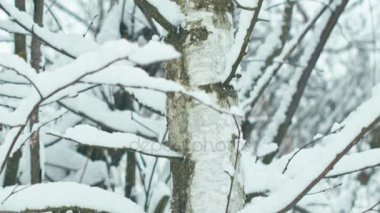Kış manzara ayrıntılarda. Closeups şube karla kaplı. Yatay kaydırma.