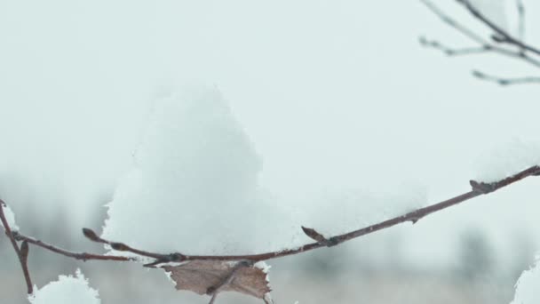 Téli Táj Részletesen Closeups Fák Levelei Hóval — Stock videók