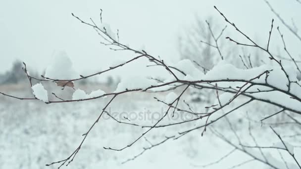 Χειμερινό Τοπίο Λεπτομέρειες Υποκατάστημα Closeups Καλυμμένα Χιόνι Οριζόντια Μετατόπιση — Αρχείο Βίντεο