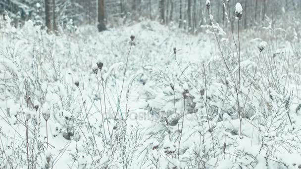 Zimowy Las Krajobraz Snowy Zioła Kołysząc Się Wiatr Szczelnie Góry — Wideo stockowe