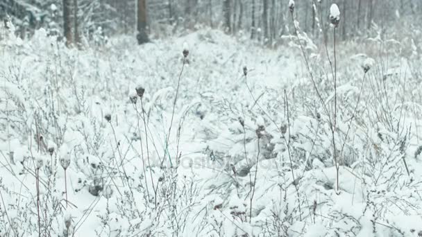 Paisaje Forestal Invernal Hierbas Nevadas Balanceándose Viento Primer Plano — Vídeos de Stock