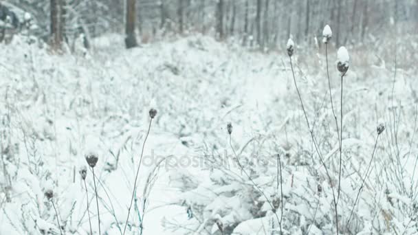 Paisagem Florestal Inverno Snowy Closeups Plantas Balançando Vento Transição Focal — Vídeo de Stock