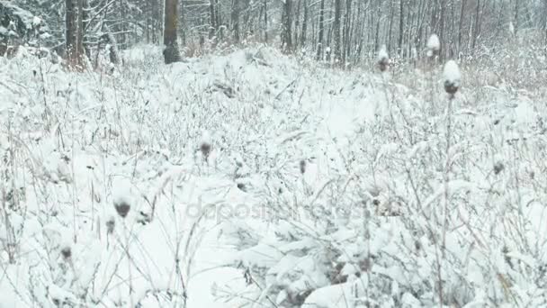 Paisaje Forestal Invernal Hierbas Nevadas Balanceándose Viento Primer Plano — Vídeos de Stock