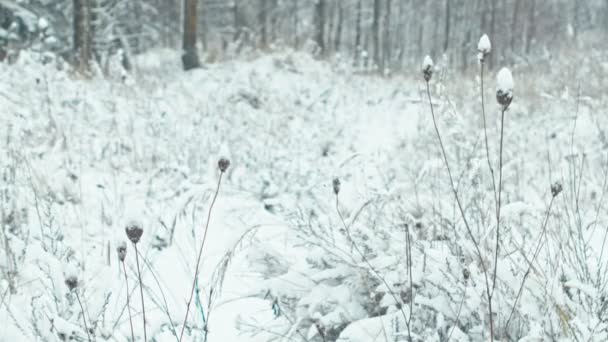 Kış Orman Manzarası Ağaçlar Bitkiler Karla Kaplı — Stok video