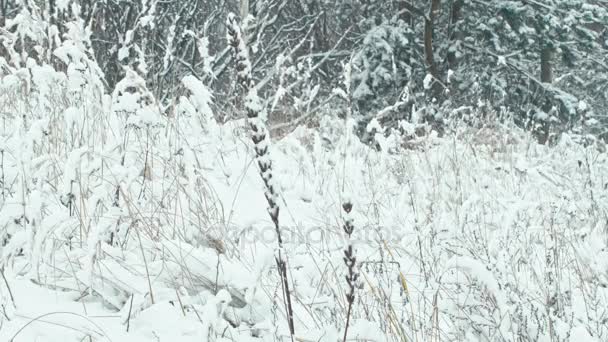 Paisaje Forestal Invernal Composición Hierbas Cubiertas Nieve Panorama Vertical — Vídeos de Stock