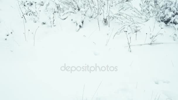 Paisaje Forestal Invernal Composición Hierbas Cubiertas Nieve Panorama Vertical — Vídeos de Stock