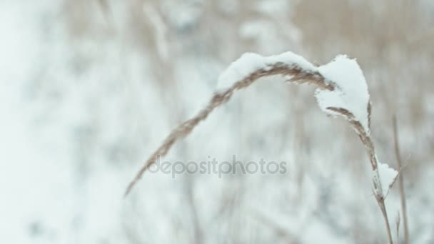 Paisaje Forestal Invernal Composición Hierbas Cubiertas Nieve Panorama Vertical — Vídeos de Stock