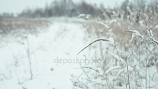 Paesaggio Invernale Nei Dettagli Composizione Erbe Ricoperte Neve Transizione Focale — Video Stock