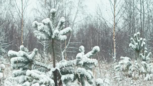 Paesaggio Invernale Nei Dettagli Composizione Erbe Ricoperte Neve Transizione Focale — Video Stock