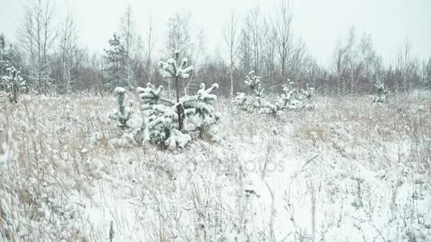Paisaje Invernal Detalles Composición Hierbas Cubiertas Nieve Transición Focal — Vídeos de Stock
