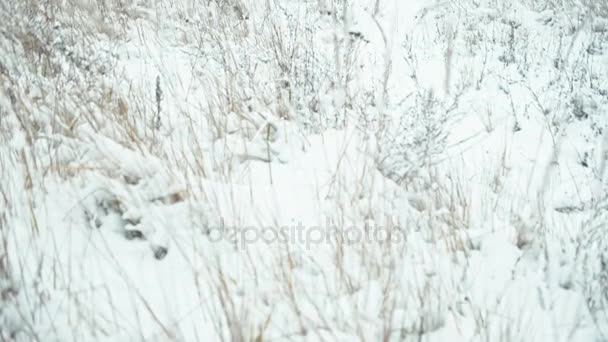 Paisaje Invernal Detalles Composición Hierbas Cubiertas Nieve Transición Focal — Vídeos de Stock