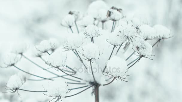 詳細の冬の風景です ハーブの成分は 雪で覆われています フォーカス遷移 — ストック動画