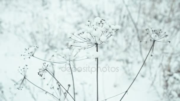 Paisaje Invernal Detalles Composición Hierbas Cubiertas Nieve Transición Focal — Vídeos de Stock