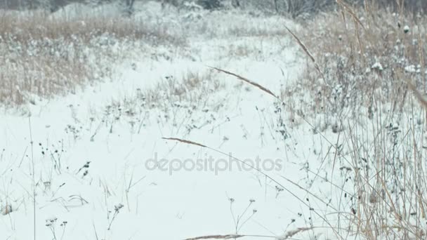 Paisaje Invernal Tiempo Tranquilo Camino Nevado Hierbas Oscilantes Viento — Vídeos de Stock