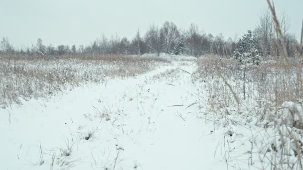 天気の穏やかな冬の風景です 雪道と風に揺れるハーブ — ストック動画