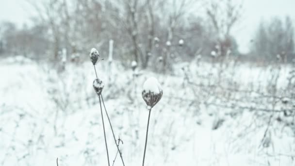 冬季景观 白雪覆盖的草药在风中摇摆 — 图库视频影像