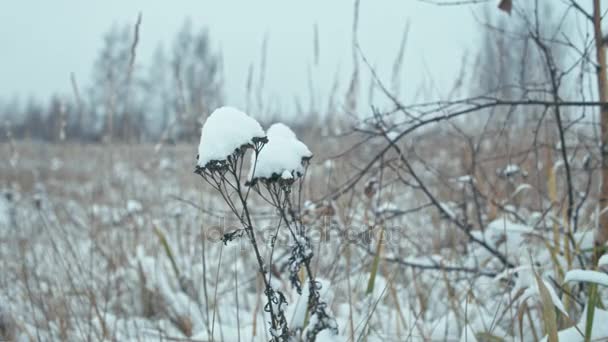 Zimní Krajina Detailech Sněhem Pokrytá Byliny Houpat Větru Zaostření Přechod — Stock video