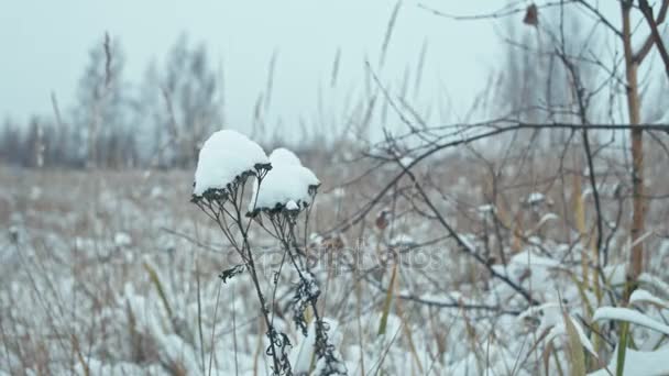 冬季景观的细节 被雪覆盖的草药的组成 焦点转换 — 图库视频影像