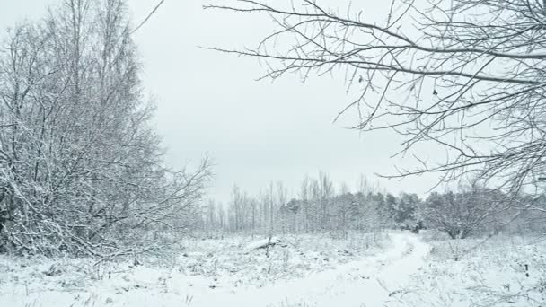 Besneeuwde Weg Naar Bos Horizontale Panning — Stockvideo