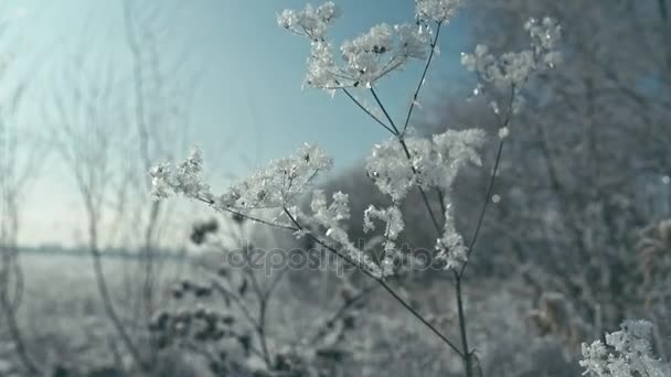 Vackra Frostiga Växter Vinden Konverterade Från Raw Rec 709 — Stockvideo