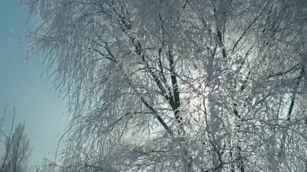 Mooie Frosty Zonnige Winterlandschap Geconverteerd Van Raw Rec 709 — Stockvideo